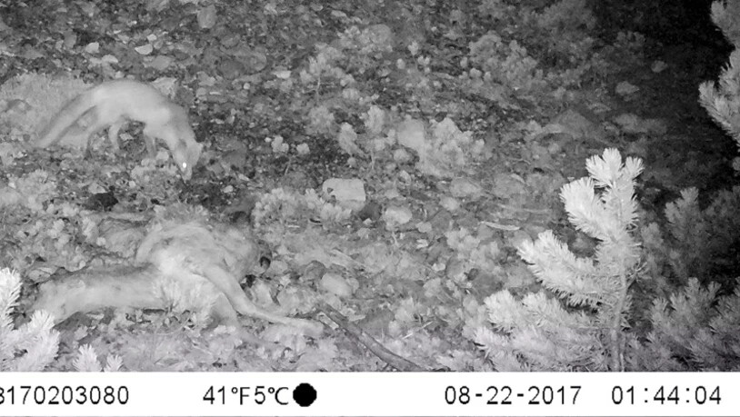 Nach einer halben Stunde kommt wieder der Fuchs und stellt fest, dass da einiges vom Kadaver verschwunden ist.
