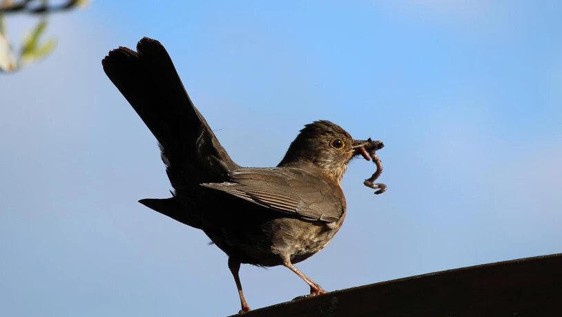 Der frühe Vogel fängt den Wurm.