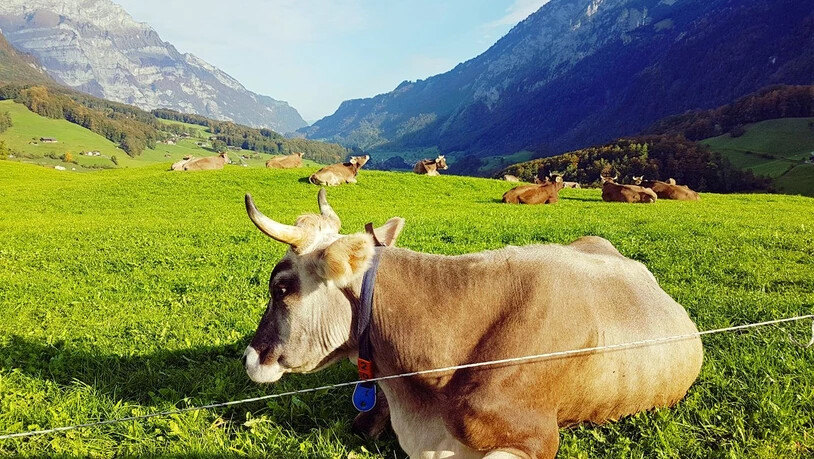 Leserbild Sabrina Bläsi. 
