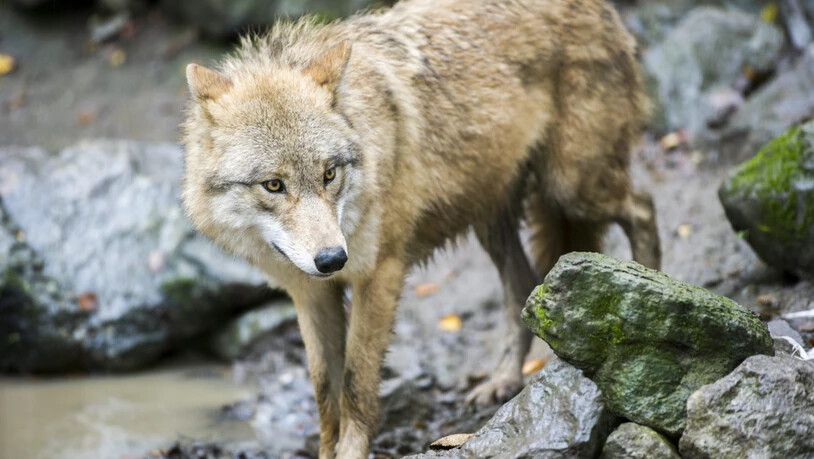 Wolf Zoo