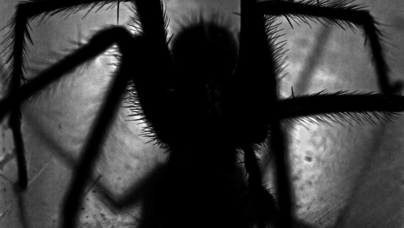 Eine Spinne hat in einem Churer Schlafzimmer für einen Polizeieinsatz gesorgt.