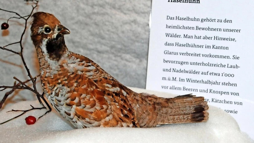 Zum Beispiel das Haselhuhn: Was man in der Natur kaum zu sehen bekommt, zeigt die neue Ausstellung im Naturzentrum.