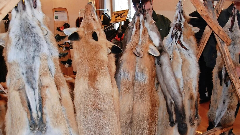 esonderer Markt: Jährlich werden in Glarus Felle von Raubwild, wie etwa dem Fuchs, verkauft.