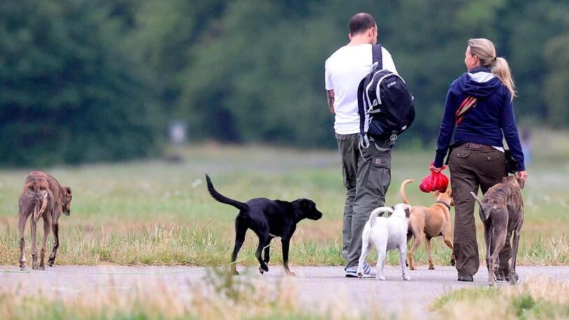Gefahr abseits des Weges: Bei Spaziergängen mit Hunden in der Bündner Herrschaft ist momentan Vorsicht angezeigt.