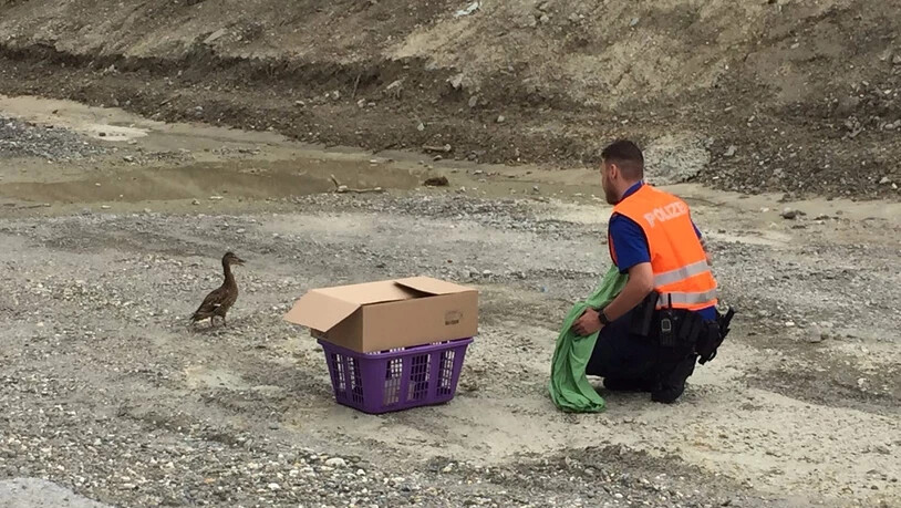 Die Polizei setzte die Jungtiere im Rhein aus.