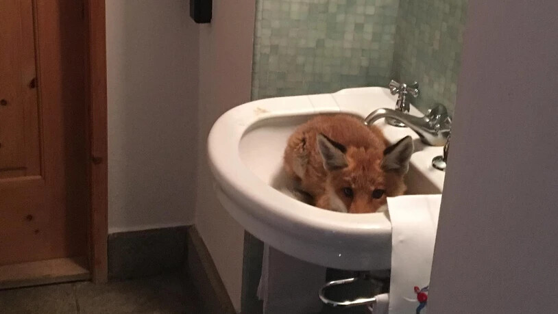 Mitten im Lavabo lässt sich der Jungwuchs ablichten.