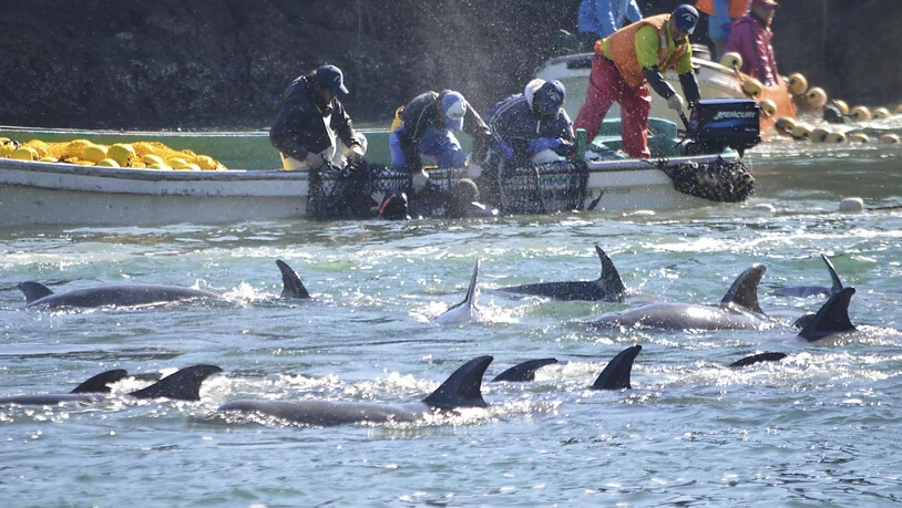 Die Tierschutzorganisation Sea Shepherd dokumentiert immer wieder die Jadgd auf Delfine oder Wale in Wort und Bild. Laut einem Bericht der Organisationen Animal Welfare Institute, Whale and Dolphin Conservation und Pro Wildlife werden jährlich rund 100…