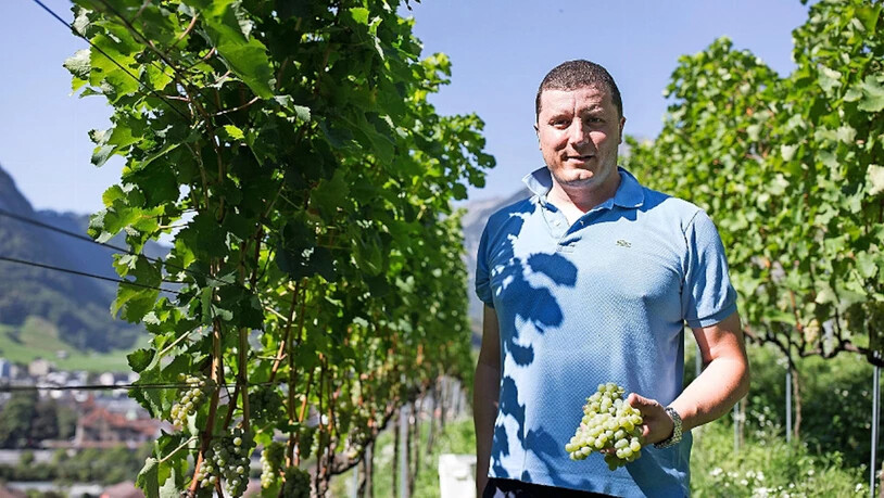 Das Weinernte-Team von Fritz Pechal kann sich über die gute Weissweinernte in Ennetbühls freuen.