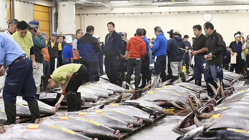 Von der Scholle bis zum Blauflossenthunfisch: Tsukiji, der berühmte Fischmarkt in Tokio, bot alles, was das Herz von Fischliebhabern höher schlagen lässt. Nun hat er nach 83 Jahren seinen Betrieb eingestellt.