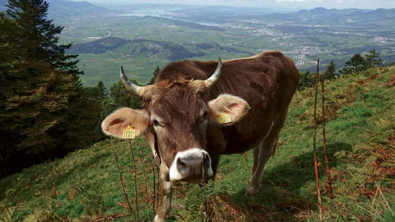 Das Gras ist nicht mehr ganz so saftig, die Kühe wurden von der Alp geholt. 