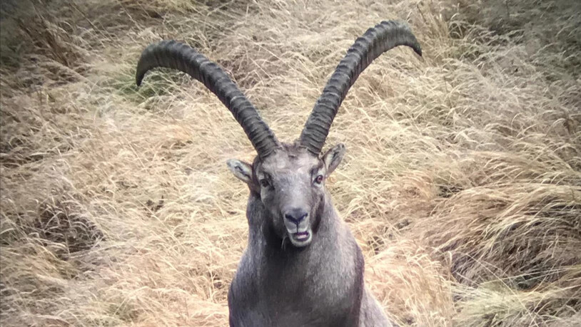 Was guckst du?