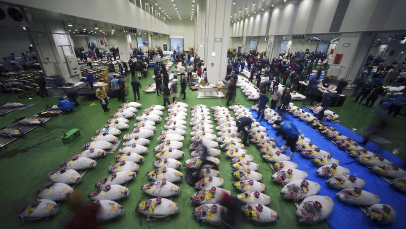 Erster Handelstag am neuen Standort: Der neue Fischmarkt von Tokio ist eröffnet worden.