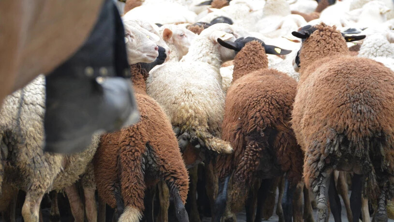 Bereits zum 15. Mal wurden die Schafe in Savognin ihrer Wolle entledigt.