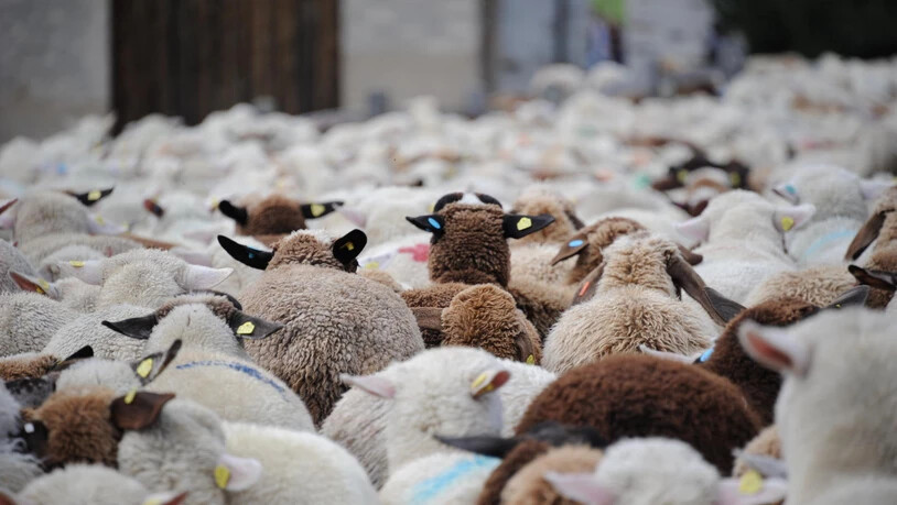 Beim Alpabzug kehren nicht immer alle Schafe zum Heimbetrieb zurück