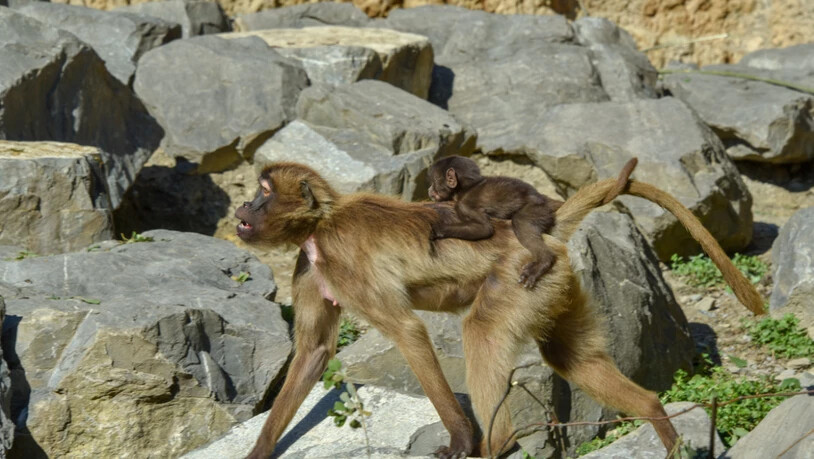 Auf dem Rücken der Mutter reitet ein junger Dschelada durch das Afrikanische Semien Gebirge des Zoos Zürich.