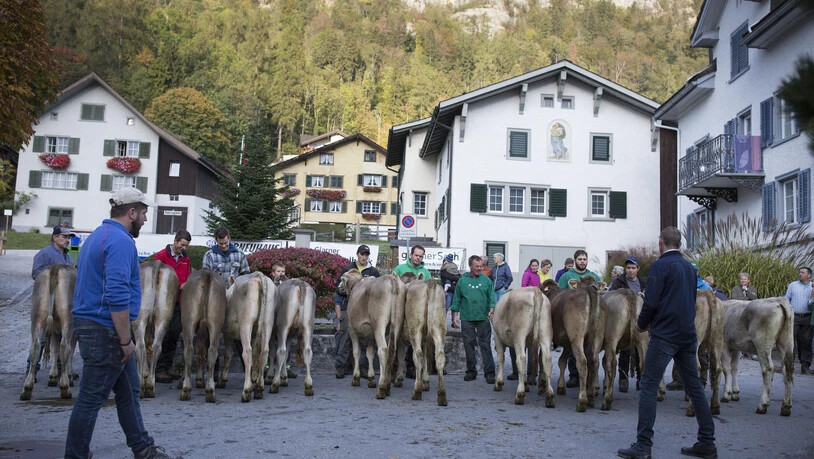Auch die Rückseite der Tiere kann entzücken.