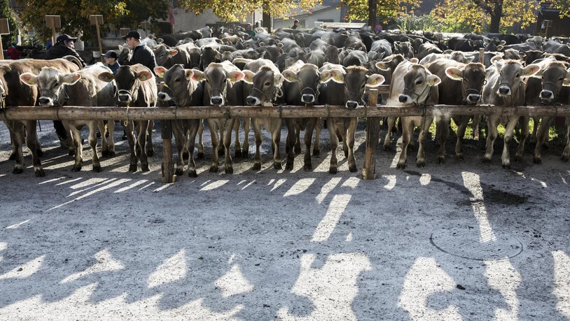 Im herbstlichen Sonnenlicht kommen die Vorzüge des Jungviehs noch mehr zu Geltung.