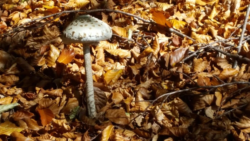 Herbststimmung im Wald.