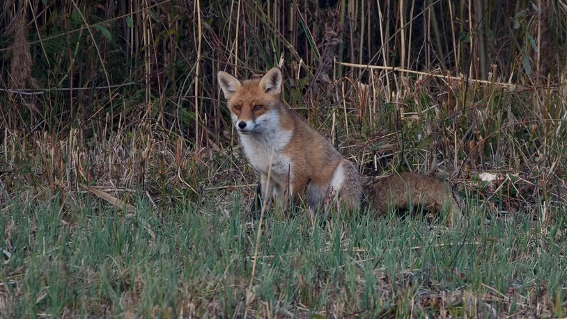 Dieser Fuchs scheint eine kleine Pause einzulegen.