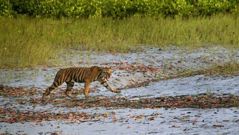 Dieser bengalische Tiger soll 2014 südlich von Kalkutta einen Mann aus dem Fischerboot gerissen und ihn in die Mangrovensümpfe verschleppt haben. (Archivbild)