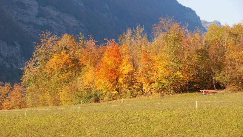 Der Herbst zeigt seine unerschöpfliche Farbpalette auf der «Bürglen» in Netstal