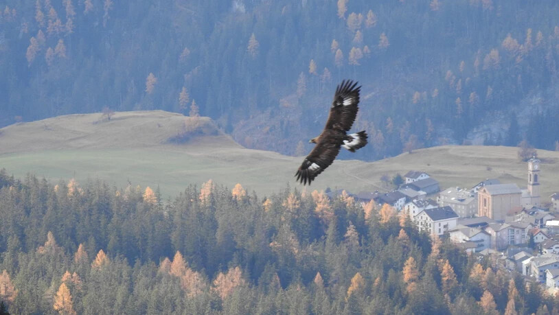 Ein Adler kreist über Lantsch/Lenz.