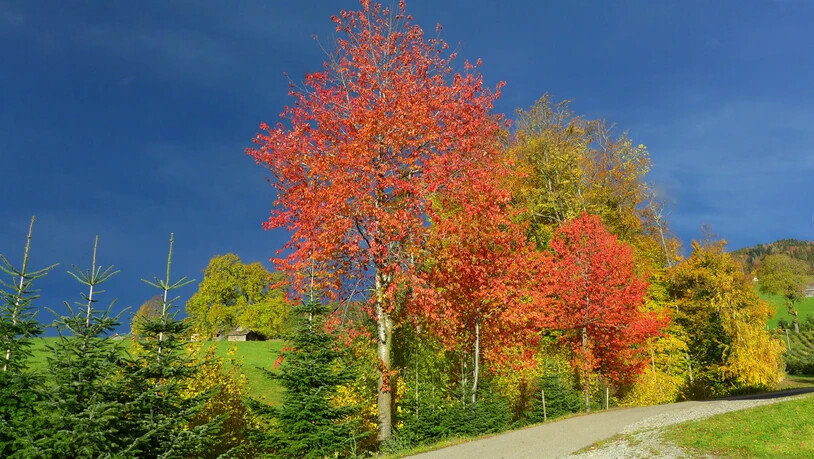 Martin Meier aus Maseltrangen hat die prachtvollen Bäume im Herbstgewand fotografiert.