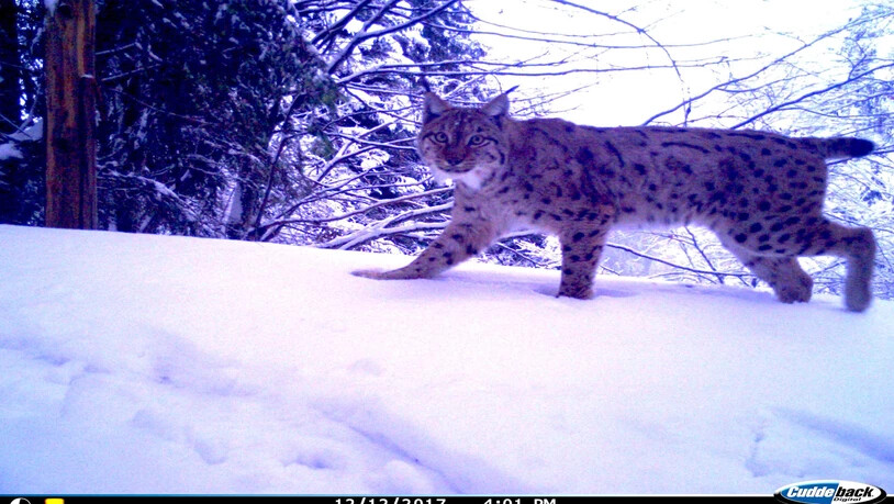 Schnappschuss: Ein Luchs tappt beim Atzmännig in eine Fotofalle.