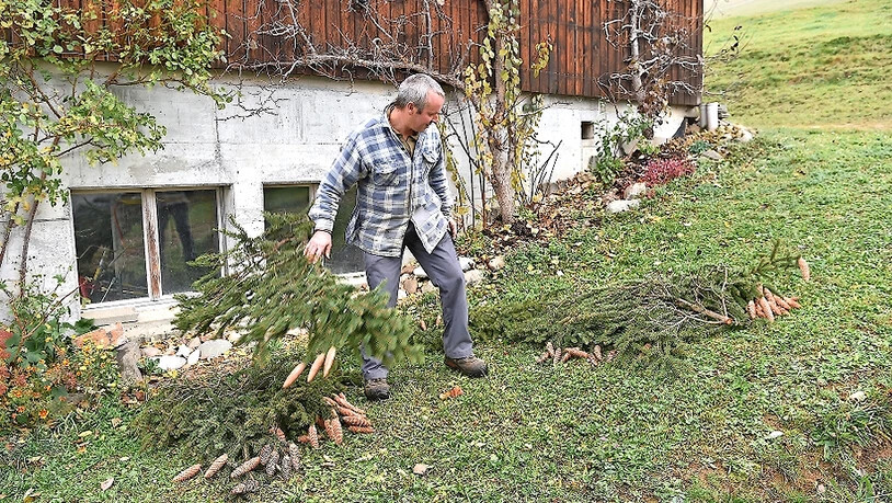 Stück für Stück: Für eine Gärtnerei macht Andy Raimann Äste mit schönen Zapfen parat. 