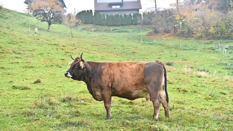 Mit Horn: Dank spezieller Haltung im Stall dürfen die Kühe  auf Raimanns Hof ihre Hörner behalten.