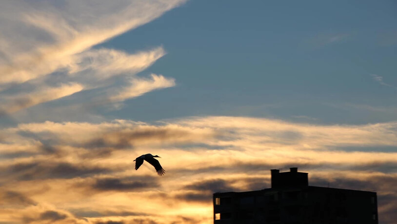 Diesen Storch vor dem Abendhimmel in Uznach hat Leser Paul Serwart festgehalten. 