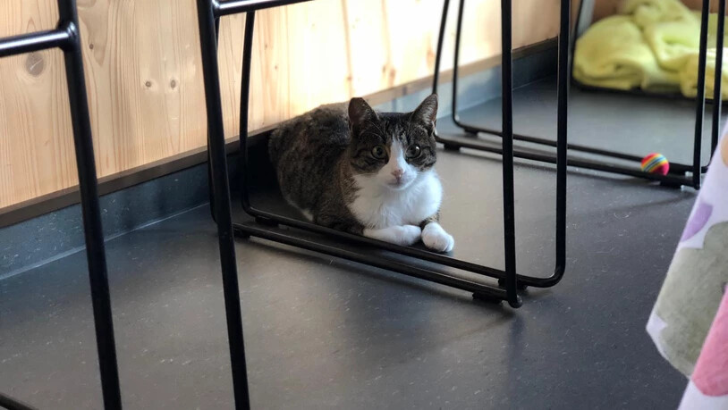 Katzenmutter Alma sucht ein neues Zuhause. Sie wurde im April 2017 geboren.