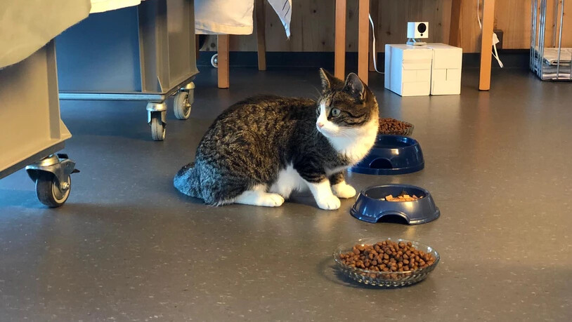 Alma wurde mit vier kleinen Kätzchen in einem Garten gefunden. 