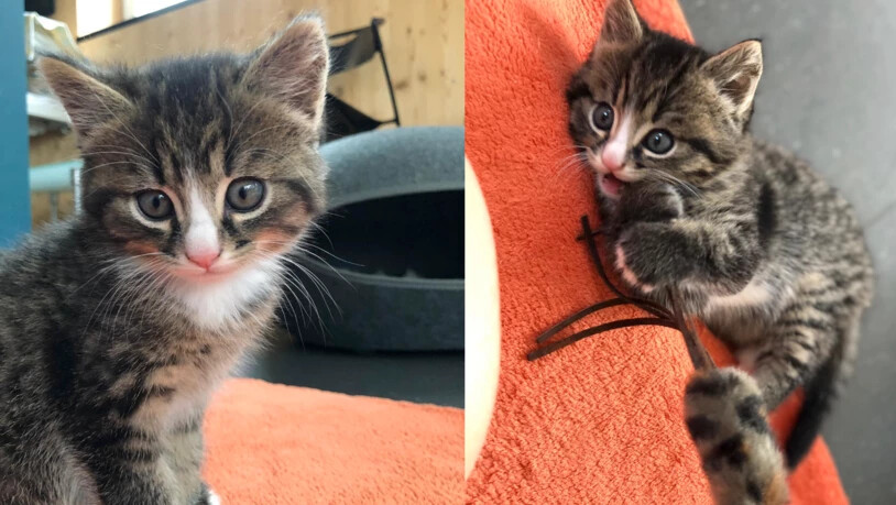 …ein weiss getigertes Kätzchen. Die Kätzchen können auch zusammen übernommen werden. 