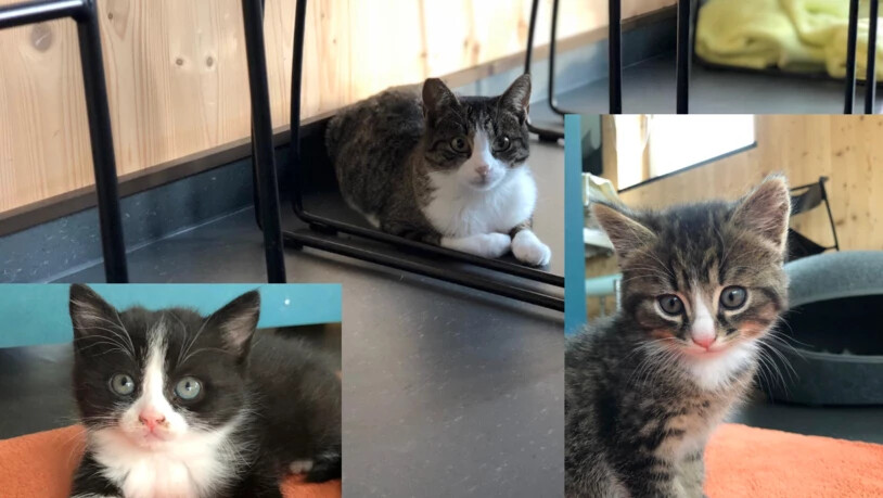 Eine Katzenmutter und zwei ihrer Jungen suchen ein neues Zuhause.