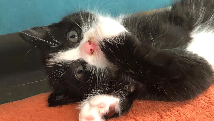 ...geboren im September 2018, möchte irgendwo unterkommen. 