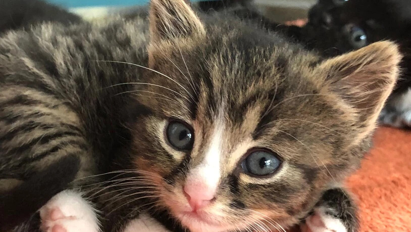 Das letzt Kätzchen im Bunde ist Greta…