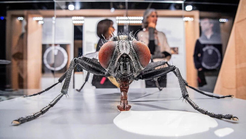 Stubenfliege: Die Ausstellung «Insekten – lebenswichtig» zeigt ein überlebensgrosses Exemplar.
