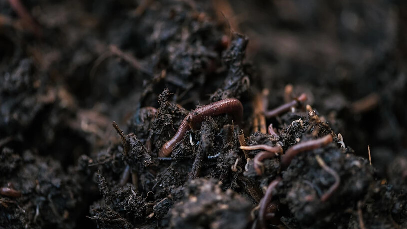 Humus ist ein wichtiger Faktor bei der Bodenqualität. Und der hängt wiederum von Bodenorganismen ab. (Archivbild)