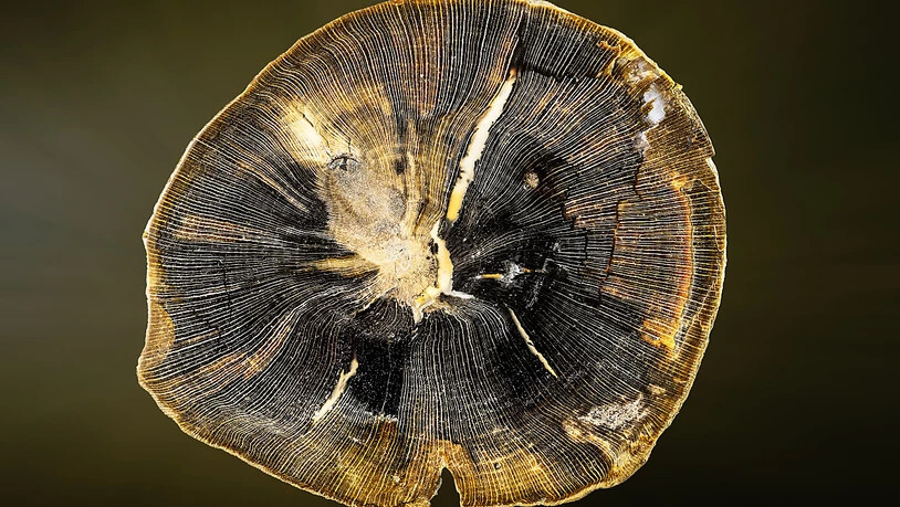 Opalisierte und durchscheinende Stammscheibe eines Ahornbaumes, 20 Millionen Jahre alt.