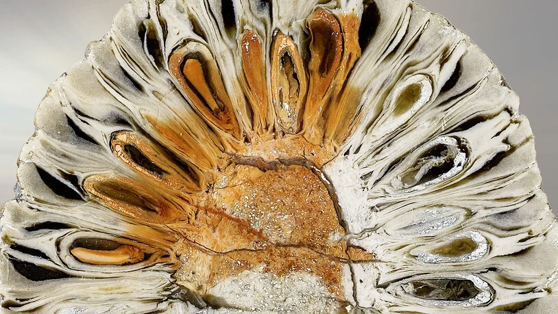 Aufgesägter fossiler Araukarienzapfen, 200 Millionen Jahre alt.