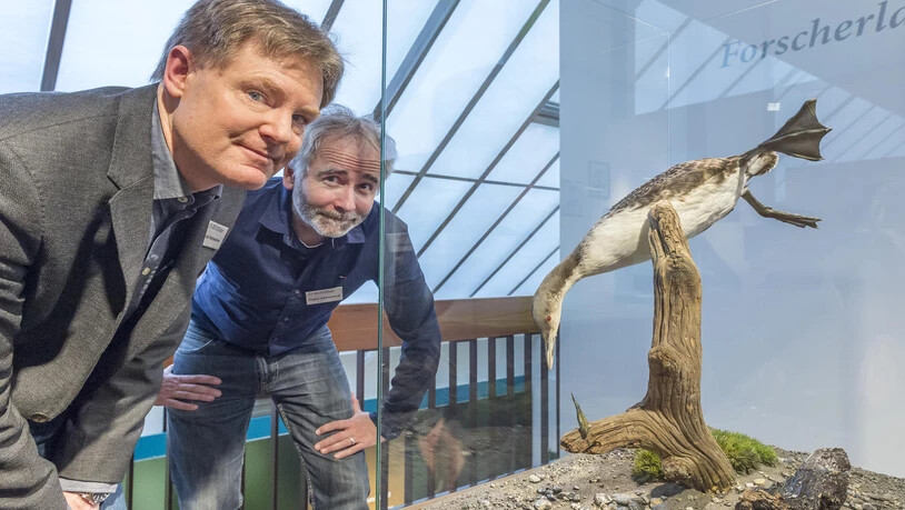 Medienkonferenz im Bündner Naturmuseum zur Präsentation des Jahresprogramms 2019 Überlebenskünstler und ein seltender Vogel. 