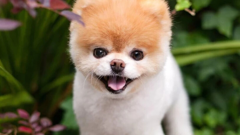 Der kleine Pomeranian Boo hat seine Fans seit 2009 auf einer eigenen Seite im sozialen Netzwerk mit immer neuen Fotos begeistert. Zuletzt hatte er über 16 Millionen Follower.