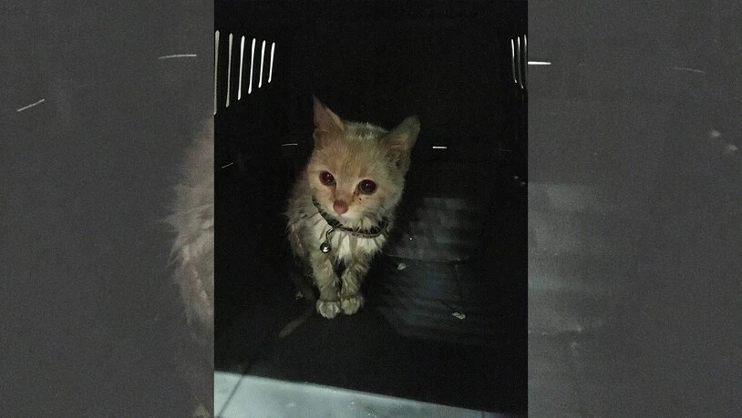 Konnte gerettet werden: ein viermonatiger Kater.