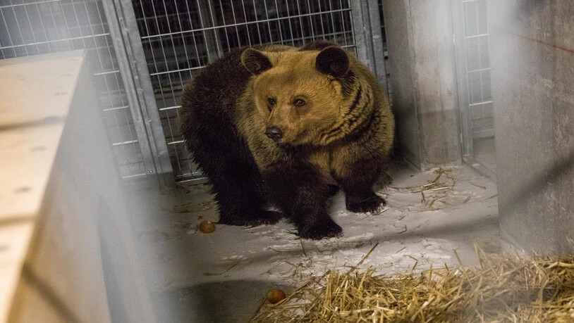 Die Bären wurden in einer Transportbox transportiert.