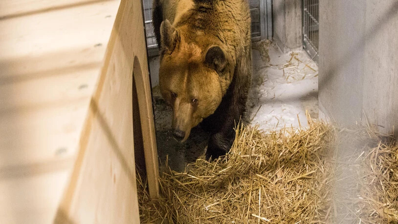 Die Bären wurden in einer Transportbox transportiert.