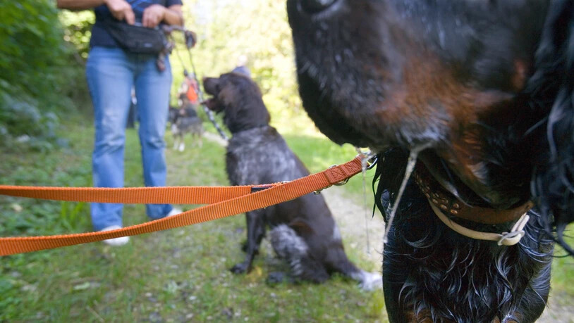 Halter von "grossen und massigen Hunden" werden im Kanton Zürich von der Leine gelassen: Sie müssen keinen Kurs mehr absolvieren.  (Archiv)