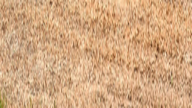 Wasser marsch: Wenn es in der Schweiz viel zu wenig regnet, müssen die Bauern ihre Felder künstlich bewässern.