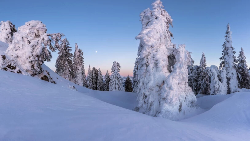 Die Bäume auf dem Boden sind ganz in Schnee gehüllt, im Hintergrund leuchtet der Säntis im Abendrot. 