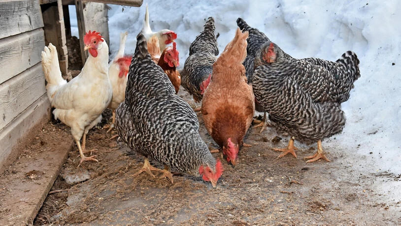 Registriert: Diese Legehennen in Matt sind für 2019 amtlich erfasst.